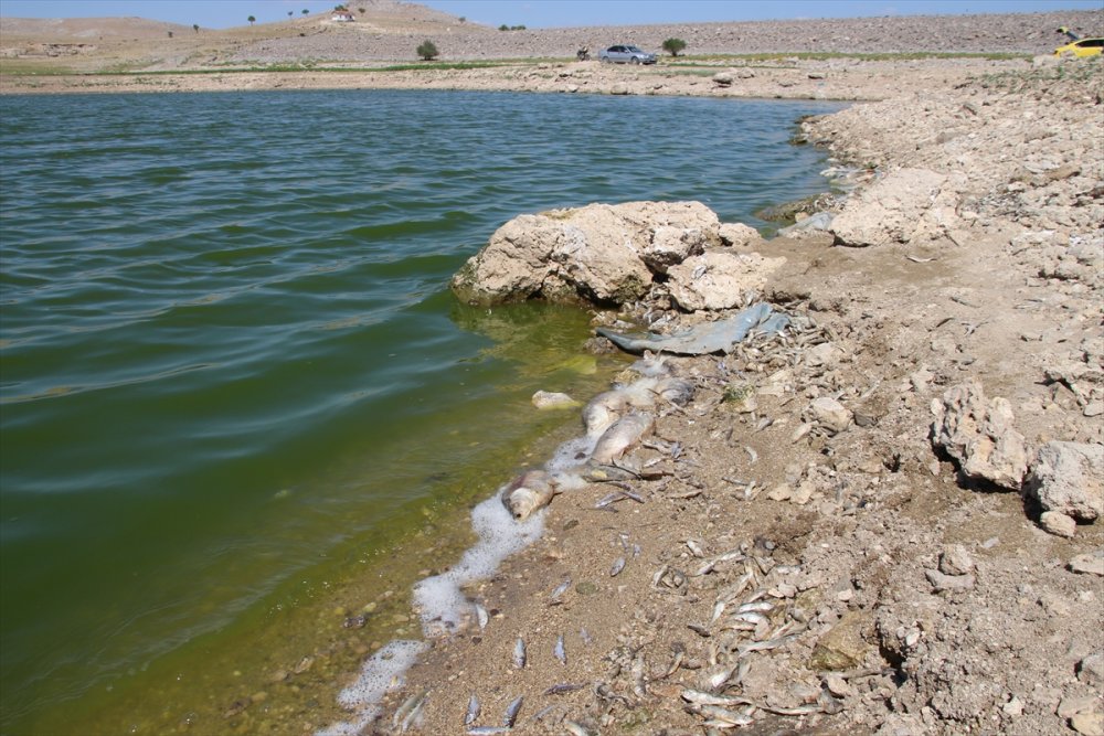 Konya'da Kuraklık May Barajı'nda Balık Ölümlerine Neden Oldu