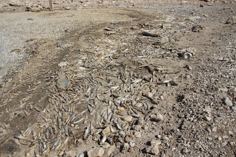 Konya'da Kuraklık May Barajı'nda Balık Ölümlerine Neden Oldu