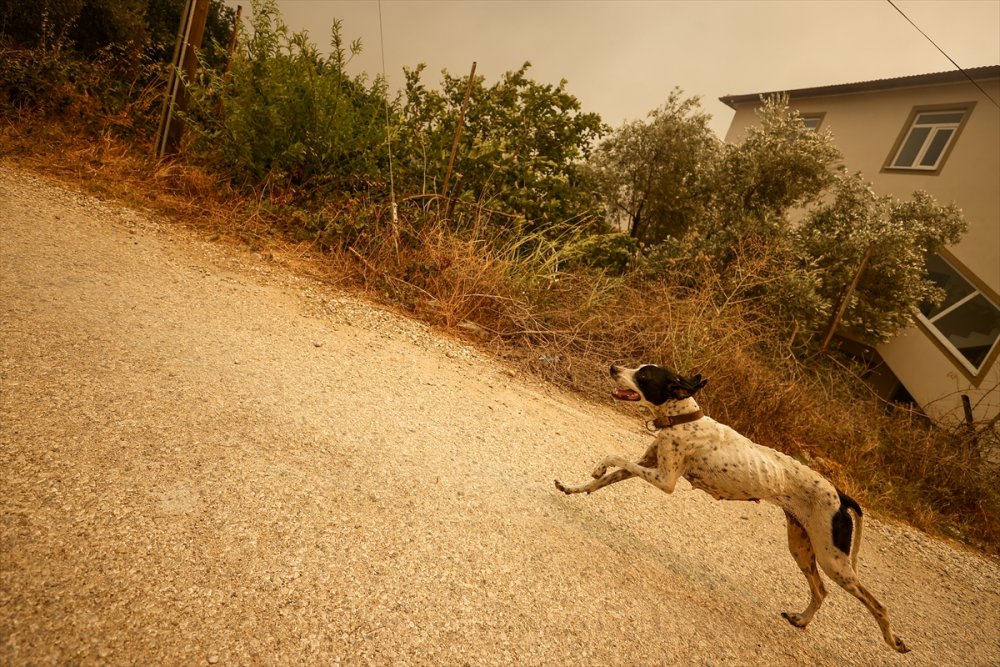 Antalya'da Ciğerlerimiz Yanmaya Devam Ediyor