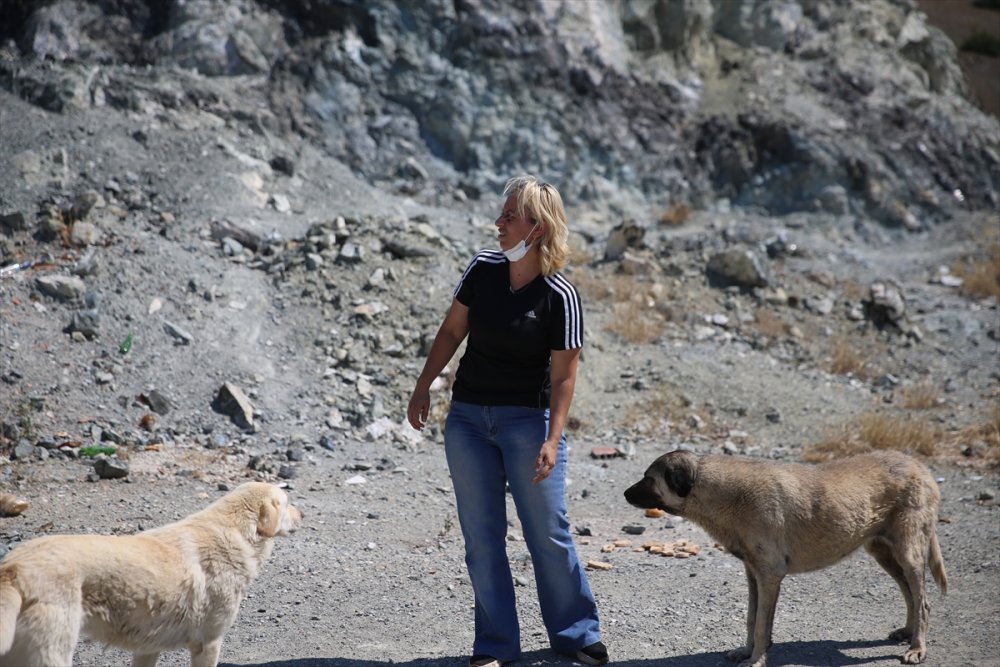 Eskişehir'de Sokak Hayvanlarını Beslediği Sırada Darbedildiğini Öne Süren Kadın, Hayvanları Yalnız Bırakmıyor