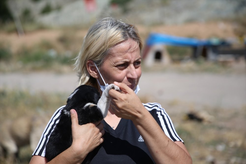 Eskişehir'de Sokak Hayvanlarını Beslediği Sırada Darbedildiğini Öne Süren Kadın, Hayvanları Yalnız Bırakmıyor