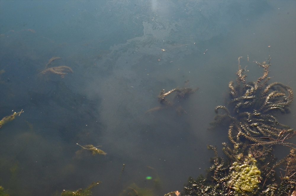 Manavgat Irmağı'na Atık Su Bırakıldığı İddiası