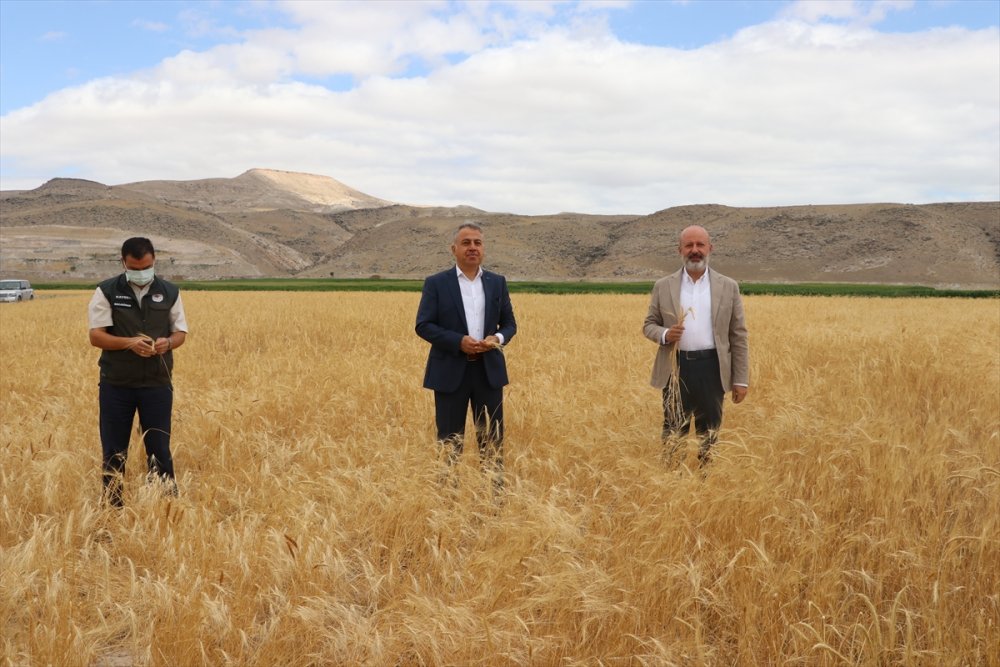 Kayseri'de Ata Yadigarı "Gacer" Buğdayının Ekim Alanı Genişletilecek