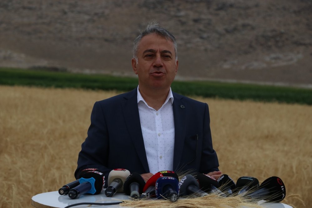 Kayseri'de Ata Yadigarı "Gacer" Buğdayının Ekim Alanı Genişletilecek
