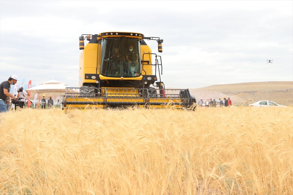 Kayseri'de Ata Yadigarı "Gacer" Buğdayının Ekim Alanı Genişletilecek