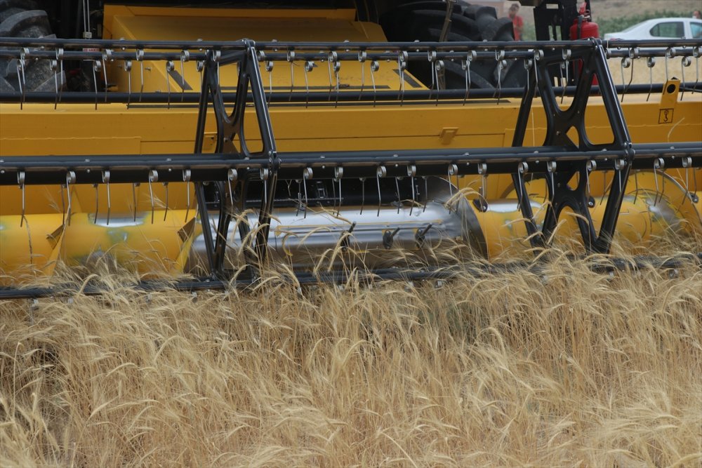 Kayseri'de Ata Yadigarı "Gacer" Buğdayının Ekim Alanı Genişletilecek