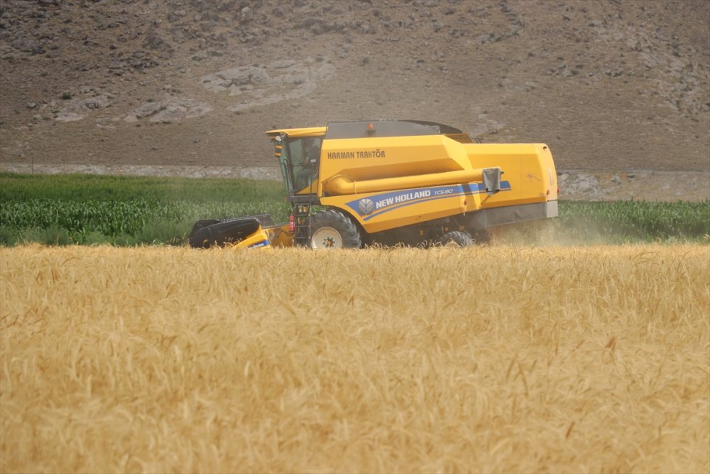 Kayseri'de Ata Yadigarı "Gacer" Buğdayının Ekim Alanı Genişletilecek