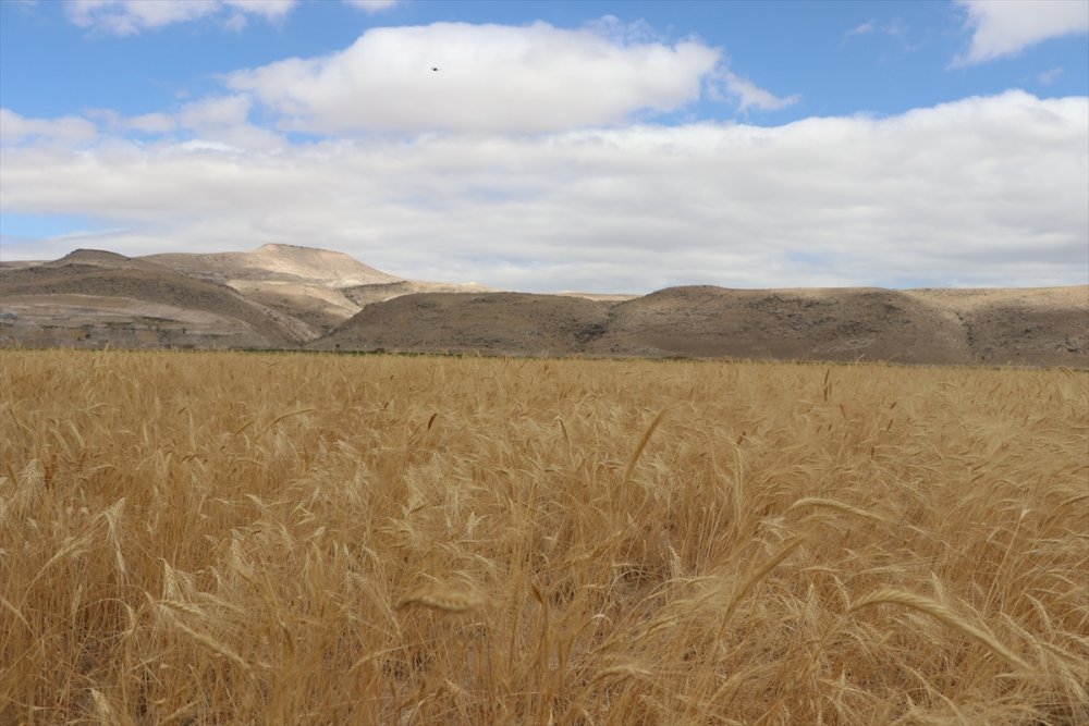 Kayseri'de Ata Yadigarı "Gacer" Buğdayının Ekim Alanı Genişletilecek