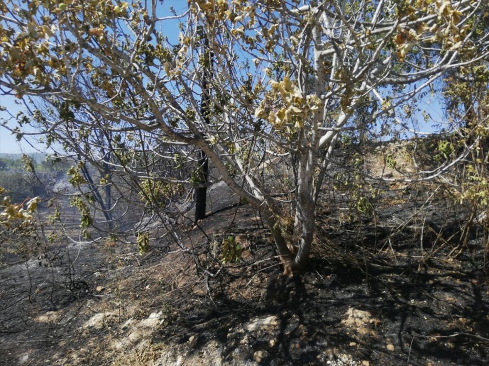 Mersin'de Tarım Arazisinde Çıkan Yangın Söndürüldü