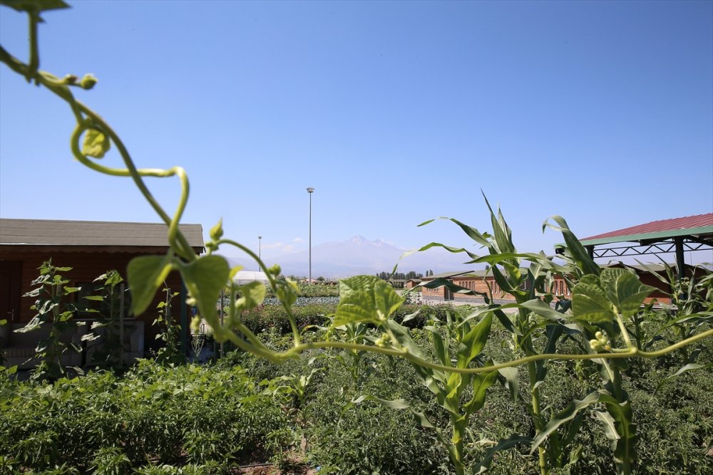 Talas Belediyesi Öncülüğünde Kurulan Talas Musiki Cemiyeti'ne Kayıtlar Sürüyor.