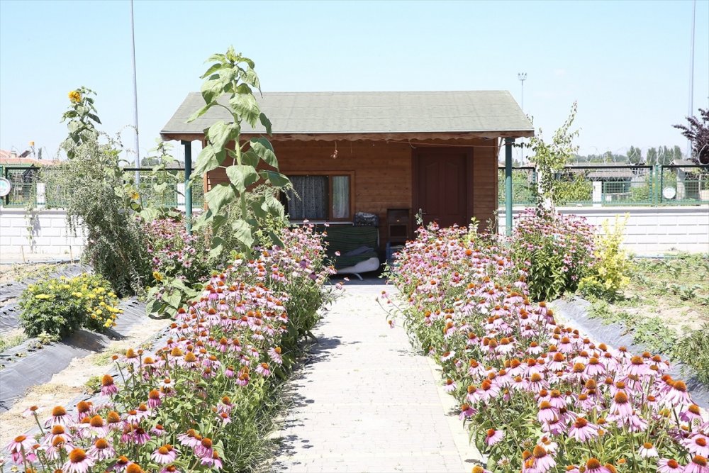 Talas Belediyesi Öncülüğünde Kurulan Talas Musiki Cemiyeti'ne Kayıtlar Sürüyor.