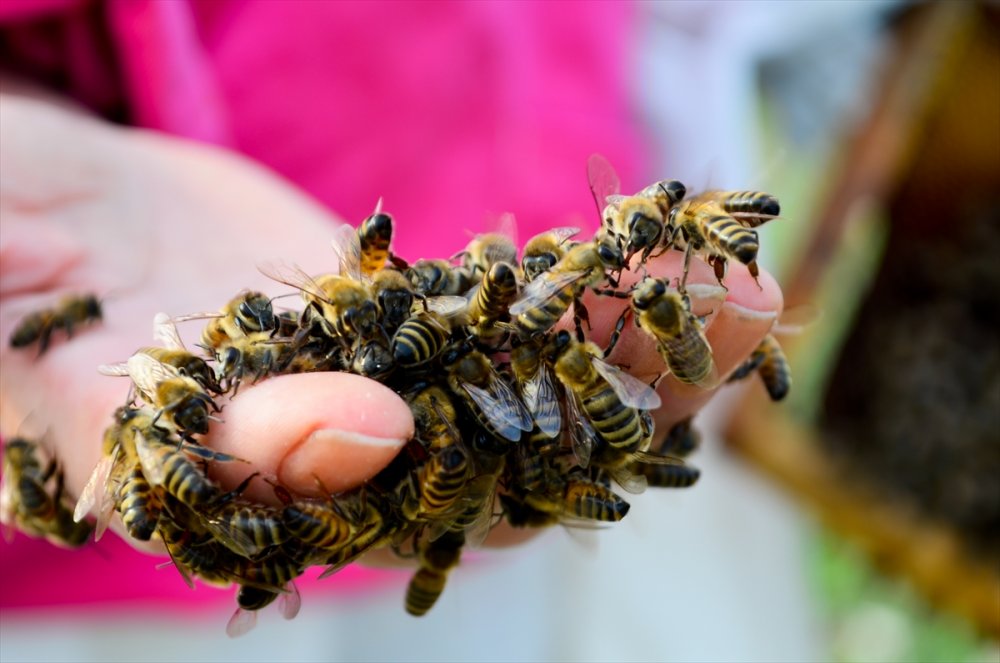 "Pembe Tulumlu" Arıcı, Ürettiği Organik Balı Kendi Markasıyla Satıyor