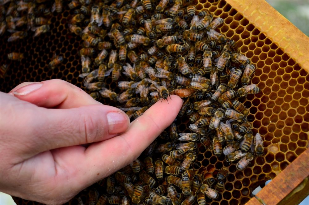 "Pembe Tulumlu" Arıcı, Ürettiği Organik Balı Kendi Markasıyla Satıyor