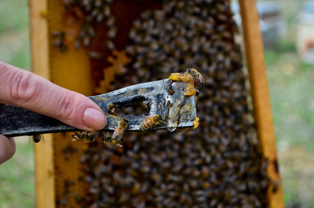 "Pembe Tulumlu" Arıcı, Ürettiği Organik Balı Kendi Markasıyla Satıyor