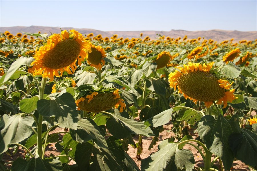 Kayseri'de Çerezlik Ayçiçeği Ekim Alanları Yaygınlaşıyor