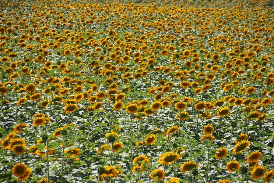 Kayseri'de Çerezlik Ayçiçeği Ekim Alanları Yaygınlaşıyor