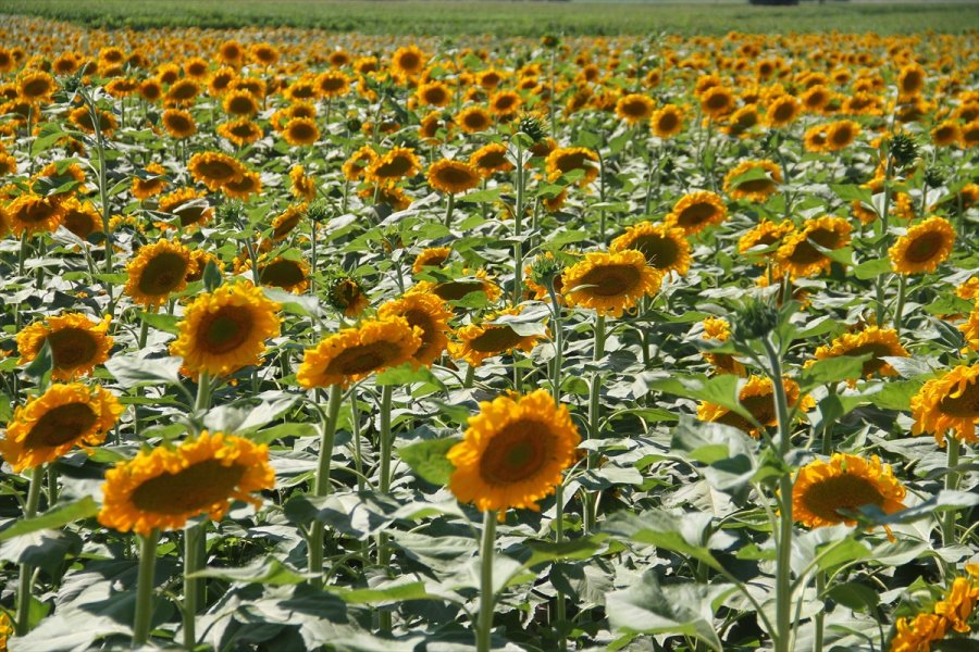 Kayseri'de Çerezlik Ayçiçeği Ekim Alanları Yaygınlaşıyor