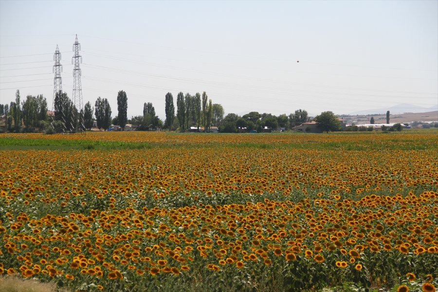 Kayseri'de Çerezlik Ayçiçeği Ekim Alanları Yaygınlaşıyor