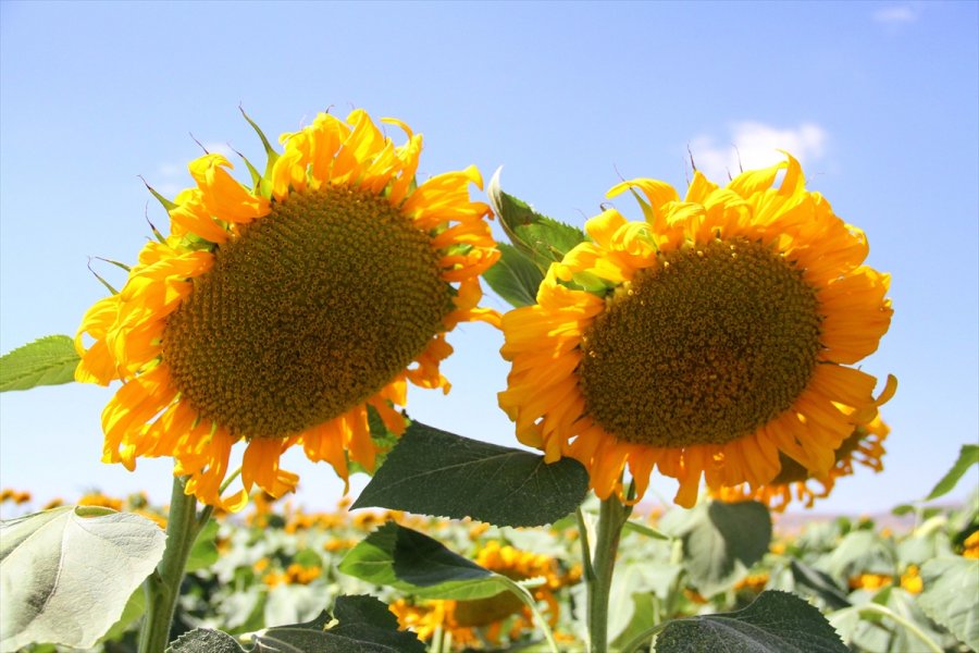 Kayseri'de Çerezlik Ayçiçeği Ekim Alanları Yaygınlaşıyor
