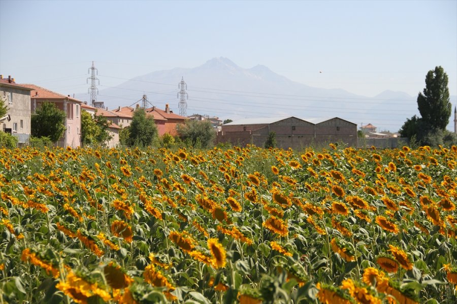 Kayseri'de Çerezlik Ayçiçeği Ekim Alanları Yaygınlaşıyor