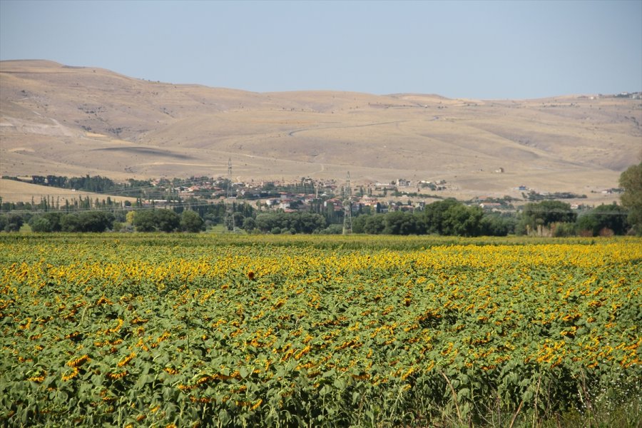 Kayseri'de Çerezlik Ayçiçeği Ekim Alanları Yaygınlaşıyor