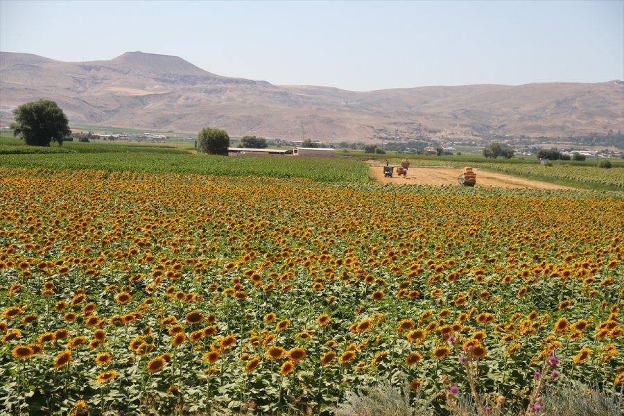 Kayseri'de Çerezlik Ayçiçeği Ekim Alanları Yaygınlaşıyor