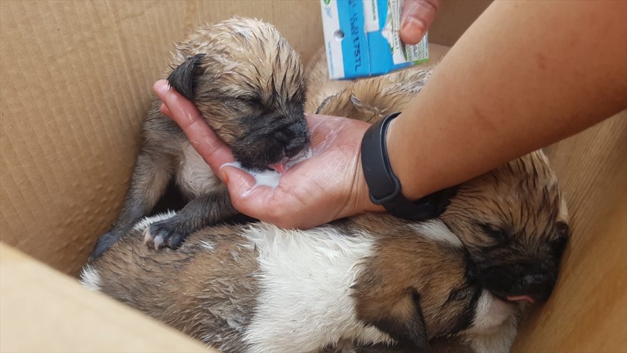 Porsuk Çayı Kenarındaki Ağaçlık Alanda Mahsur Kalan Köpek Yavrularını Akut Ekipleri Kurtardı