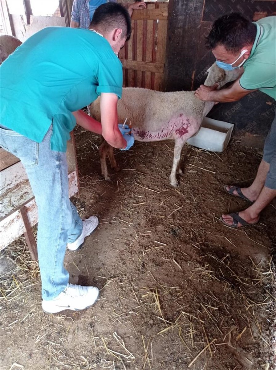 "Canbulan", Manavgat'taki Yangında Yaralanan Hayvanların Hayata Tutunmasını Sağlıyor