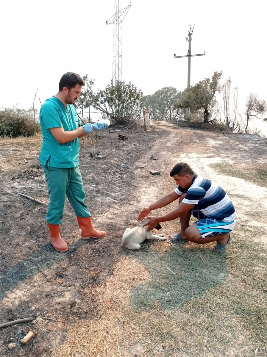 "Canbulan", Manavgat'taki Yangında Yaralanan Hayvanların Hayata Tutunmasını Sağlıyor