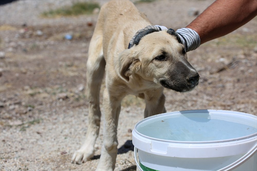Meram Belediyesi'nden Sokak Hayvanlarına Su Ve Mama Desteği