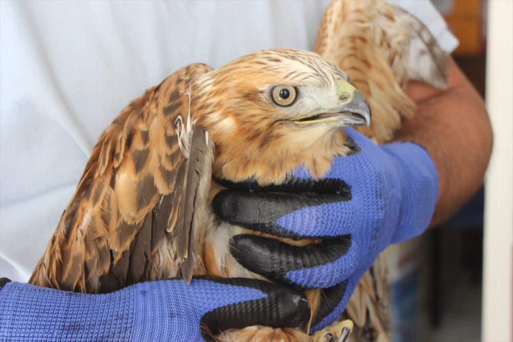 Karapınar'da Yuvasında Mahsur Kalan Kartal Kurtarıldı