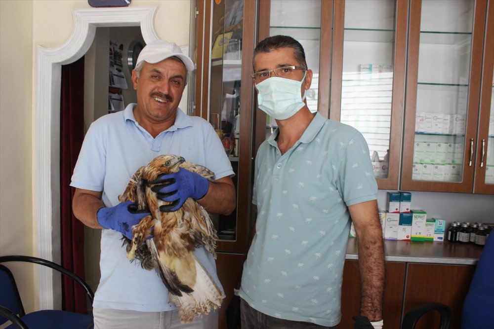 Karapınar'da Yuvasında Mahsur Kalan Kartal Kurtarıldı