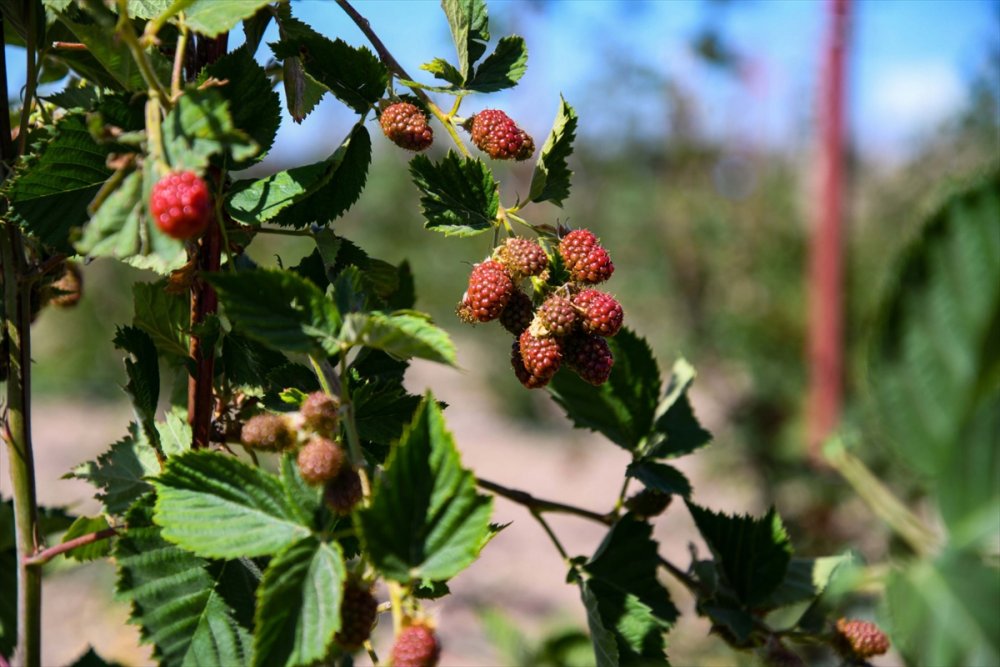 İl Tarım Ve Orman Müdürü Şahin'den Ahududu Yetiştiriciliği Önerisi