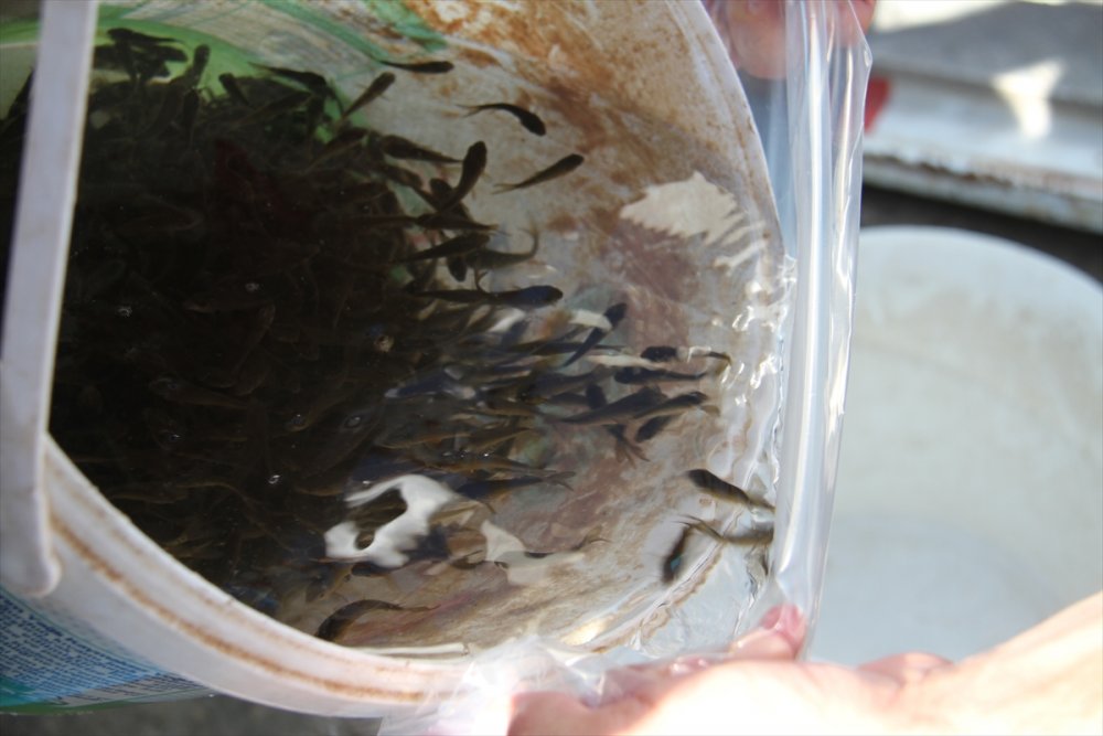 Konya'daki Göl Ve Göletlere 1 Milyon Yavru Sazan Balığı Bırakıldı