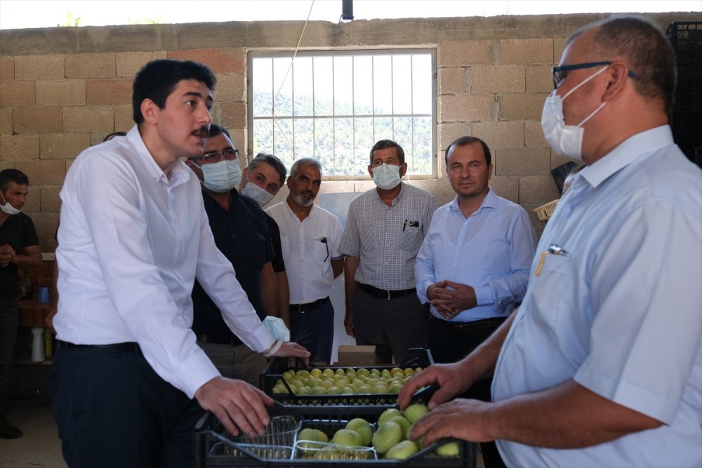 Mersin'in Mut İlçesinde Beyaz İncir Hasadına Başlandı