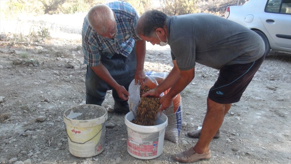 Mersin'de Yangın Bölgesindeki Hayvanlara Yem Desteği