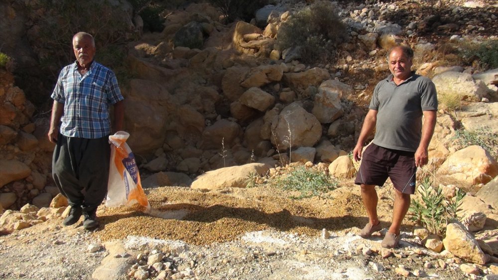 Mersin'de Yangın Bölgesindeki Hayvanlara Yem Desteği