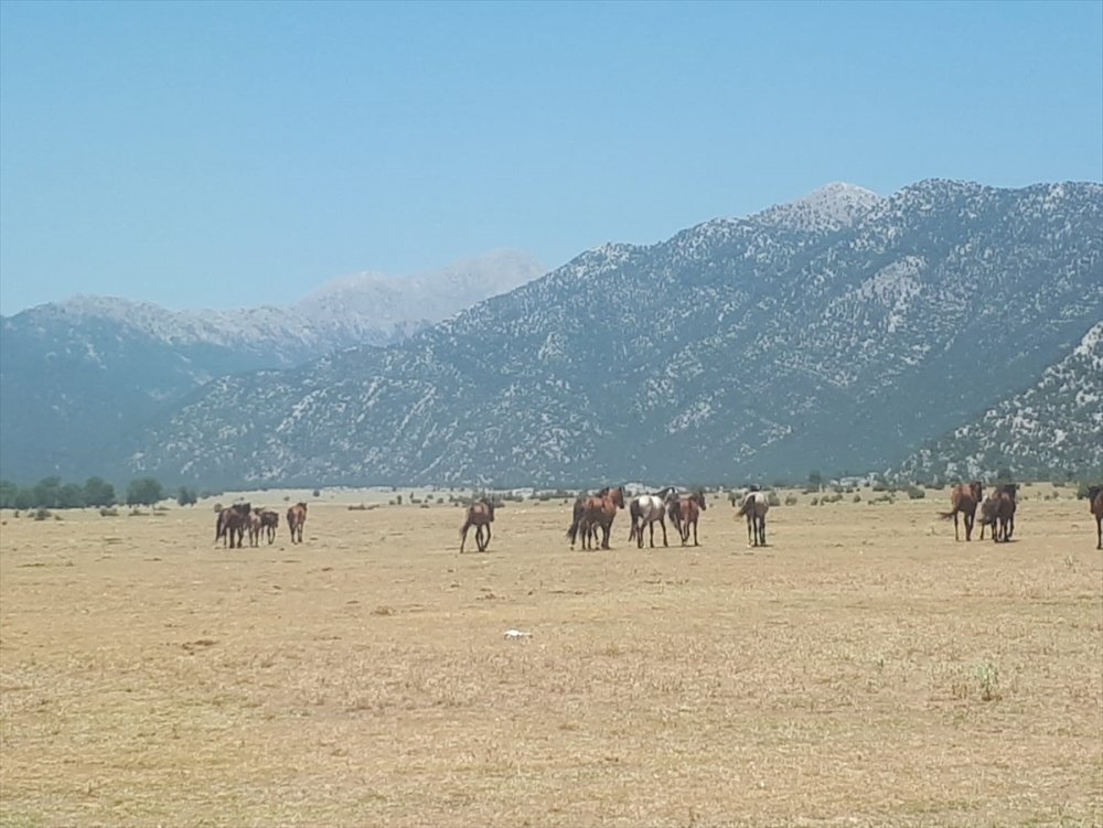 Antalya Eynif Ovası'ndaki Yılkı Atlarına Yem Ve Saman Bırakıldı