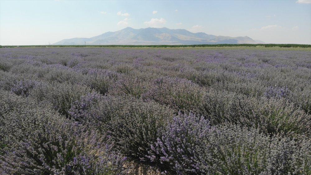 Boğaziçi Üniversitesi Mezunu Mühendis, Köyünde Kurduğu Tesiste Lavanta Ve Lavanta Yağı Üretiyor
