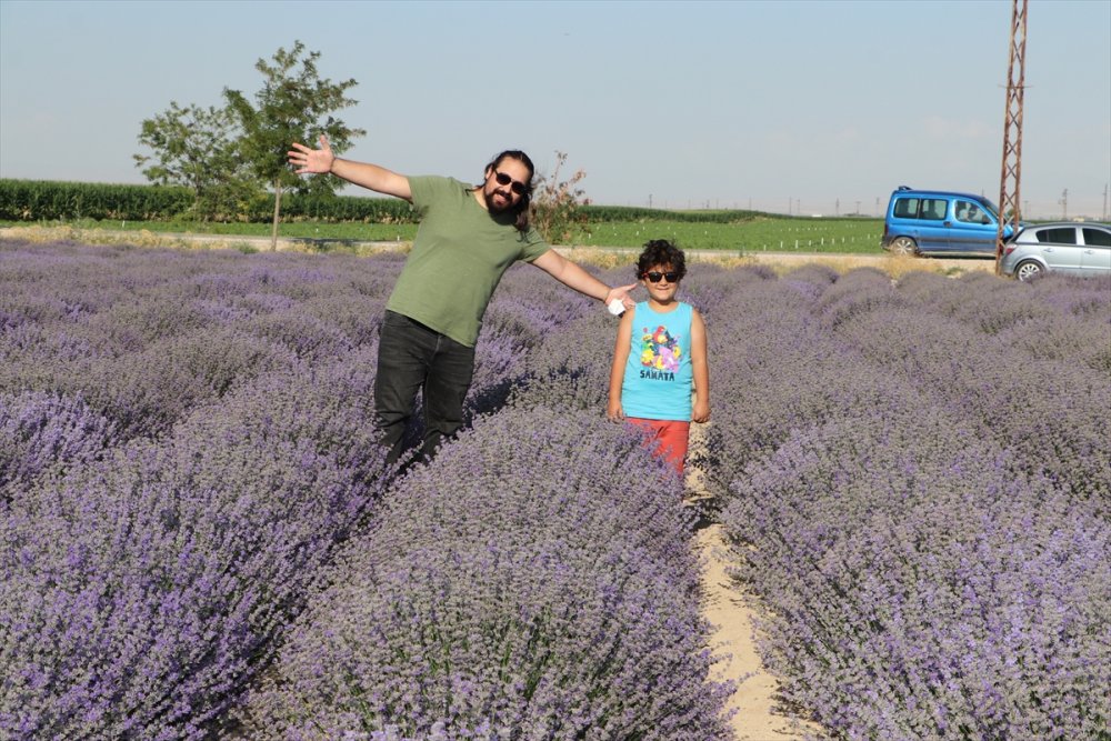 Boğaziçi Üniversitesi Mezunu Mühendis, Köyünde Kurduğu Tesiste Lavanta Ve Lavanta Yağı Üretiyor