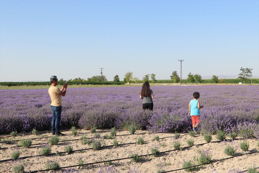 Boğaziçi Üniversitesi Mezunu Mühendis, Köyünde Kurduğu Tesiste Lavanta Ve Lavanta Yağı Üretiyor