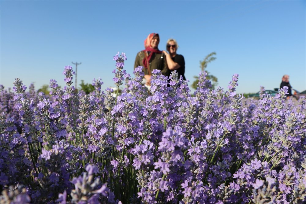 Boğaziçi Üniversitesi Mezunu Mühendis, Köyünde Kurduğu Tesiste Lavanta Ve Lavanta Yağı Üretiyor