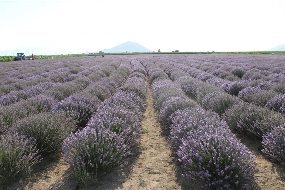 Boğaziçi Üniversitesi Mezunu Mühendis, Köyünde Kurduğu Tesiste Lavanta Ve Lavanta Yağı Üretiyor