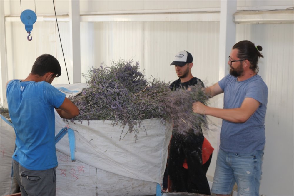 Boğaziçi Üniversitesi Mezunu Mühendis, Köyünde Kurduğu Tesiste Lavanta Ve Lavanta Yağı Üretiyor