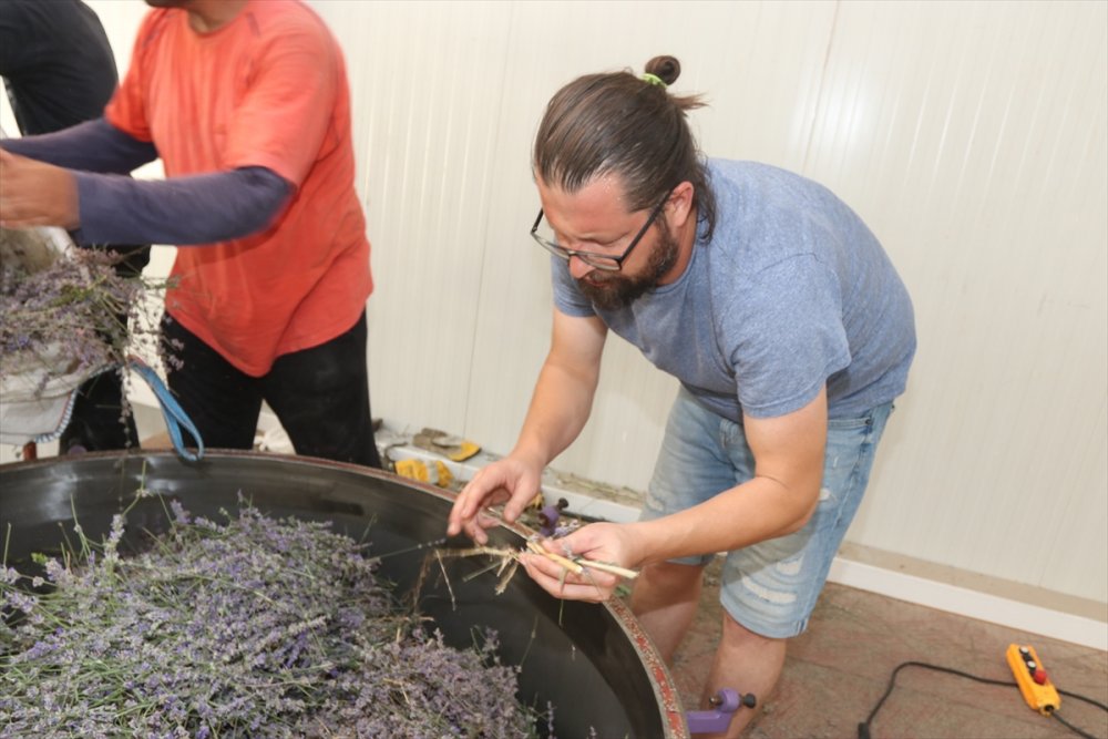 Boğaziçi Üniversitesi Mezunu Mühendis, Köyünde Kurduğu Tesiste Lavanta Ve Lavanta Yağı Üretiyor