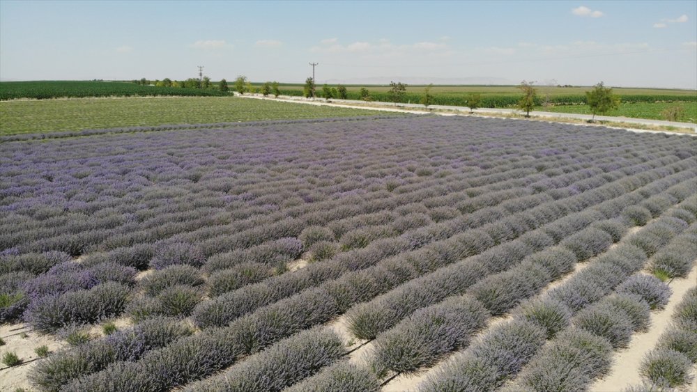 Boğaziçi Üniversitesi Mezunu Mühendis, Köyünde Kurduğu Tesiste Lavanta Ve Lavanta Yağı Üretiyor