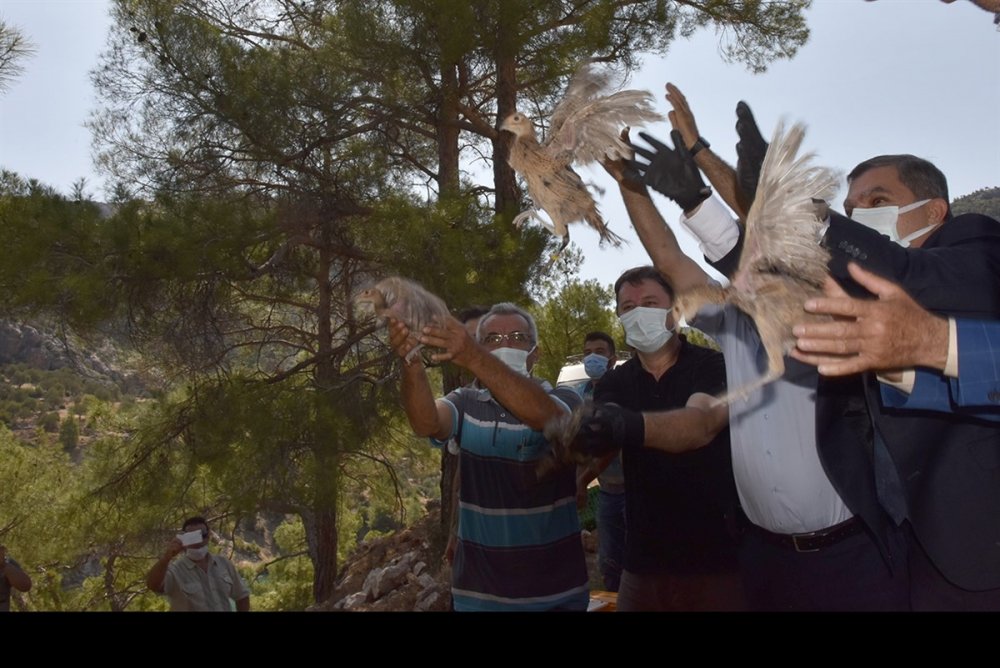 Karaman'da 840 Sülün Doğaya Bırakıldı