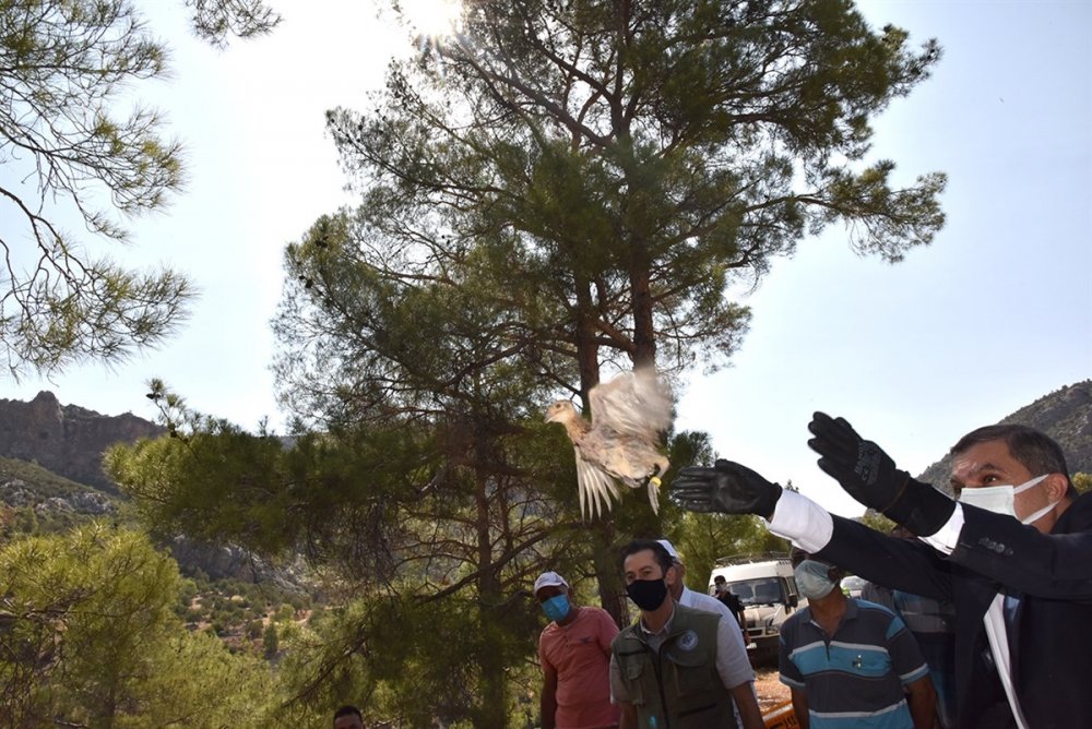 Karaman'da 840 Sülün Doğaya Bırakıldı