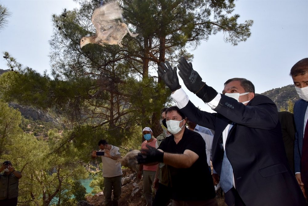 Karaman'da 840 Sülün Doğaya Bırakıldı
