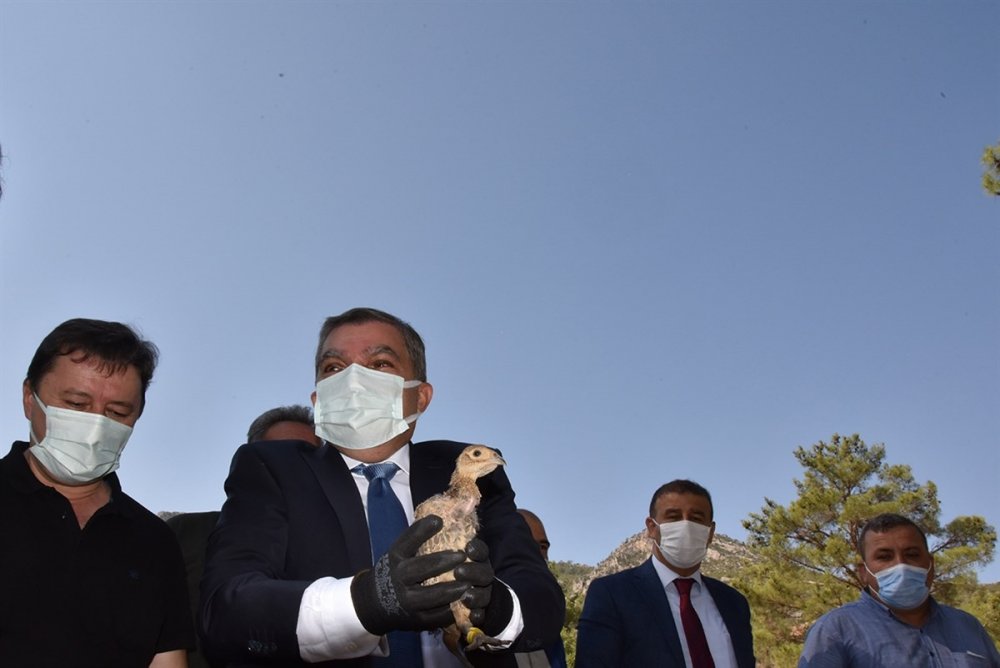 Karaman'da 840 Sülün Doğaya Bırakıldı